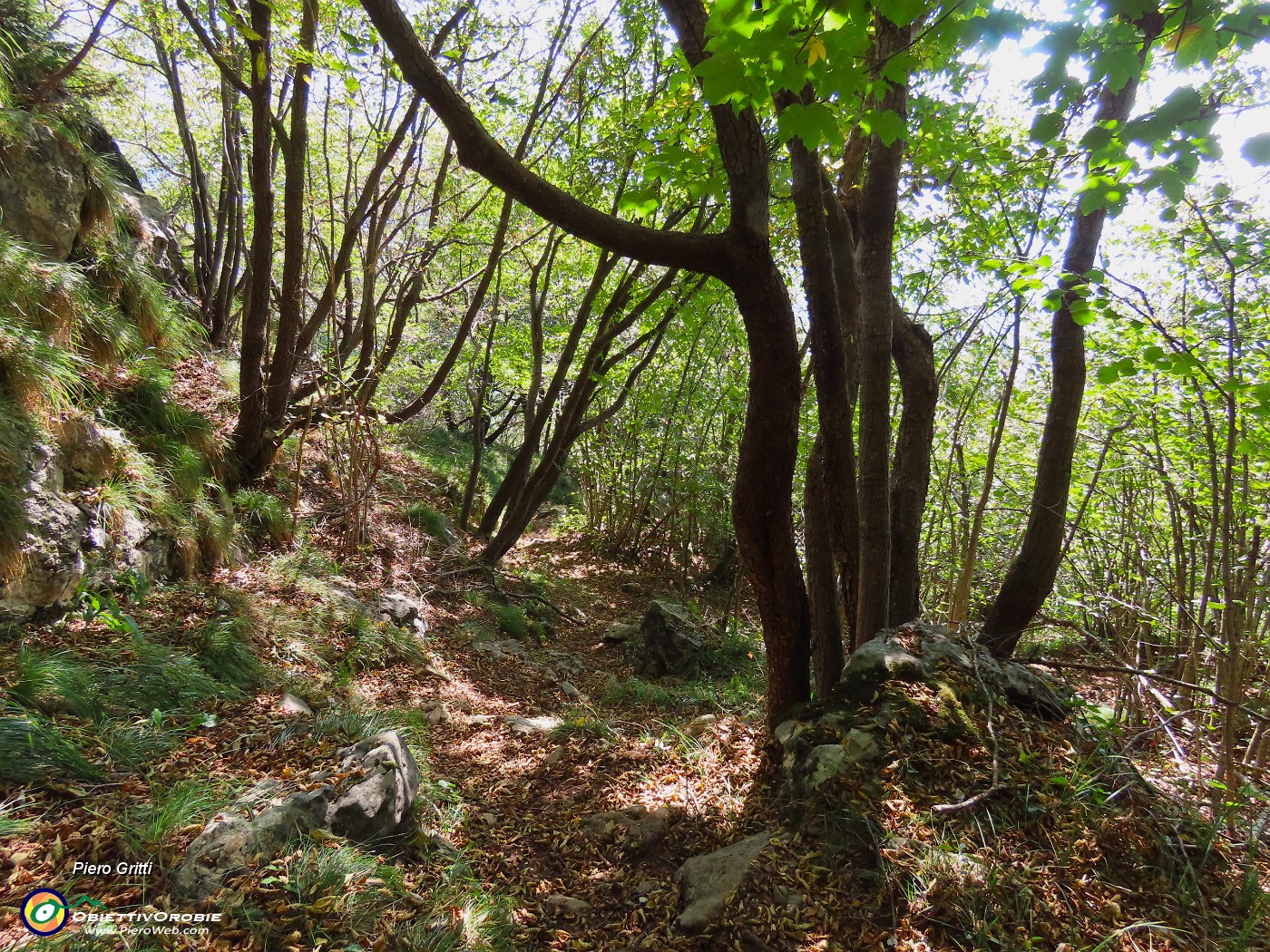 52 Rientriamo all'ombra nel bosco di carpini neri.JPG